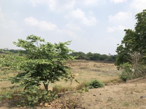 IMG_5109